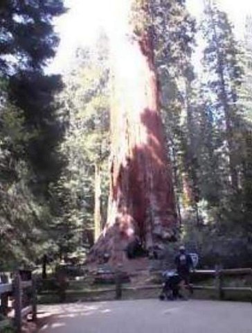 May

Largest trees in the world by volume
Sequoia National Park, California