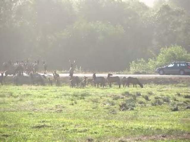 July

Elk herd visiting the campground
Trinidad, California