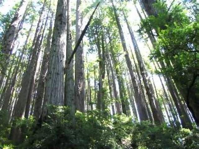July

Tallest trees in the world
Redwoods National Park, California